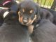 Rottweiler Puppies for sale in Altamonte Springs, FL 32701, USA. price: NA