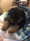 Rottweiler Puppies for sale in Columbia Cross Roads, PA 16914, USA. price: NA