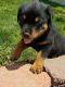 Rottweiler Puppies for sale in Wooster, OH 44691, USA. price: NA
