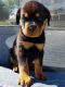 Rottweiler Puppies for sale in Quincy, WA 98848, USA. price: NA