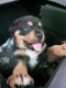 Rottweiler Puppies for sale in Corpus Christi, TX 78401, USA. price: NA