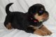 Rottweiler Puppies for sale in Abilene Christian University, Abilene, TX 79699, USA. price: NA