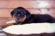 Rottweiler Puppies for sale in Sugar Grove Rd SE, Lancaster, OH 43130, USA. price: NA