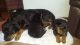Rottweiler Puppies for sale in Lanham, MD 20706, USA. price: $400