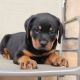 Rottweiler Puppies for sale in Canton, OH, USA. price: $925
