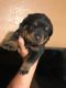 Rottweiler Puppies for sale in Clovis, NM 88101, USA. price: NA
