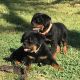 Rottweiler Puppies for sale in Scottsville, KY 42164, USA. price: NA