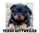 Rottweiler Puppies for sale in Dallas-Fort Worth Metropolitan Area, TX, USA. price: NA