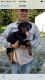 Rottweiler Puppies for sale in Cincinnati, OH, USA. price: $800