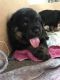 Rottweiler Puppies for sale in Crystal Spring, PA 15536, USA. price: NA