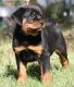 Rottweiler Puppies for sale in CA-111, Rancho Mirage, CA 92270, USA. price: NA