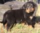 Rottweiler Puppies for sale in Savannah, GA, USA. price: NA