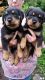 Rottweiler Puppies for sale in Salt Lake City, UT, USA. price: $500