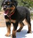 Rottweiler Puppies for sale in West Lafayette, IN, USA. price: NA