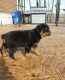Rottweiler Puppies for sale in Denver, CO, USA. price: NA