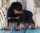 Rottweiler Puppies for sale in Conneaut, OH 44030, USA. price: NA