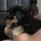 Rottweiler Puppies for sale in St Stephen, SC 29479, USA. price: NA