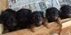 Rottweiler Puppies for sale in Canton, IL 61520, USA. price: NA