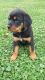 Rottweiler Puppies for sale in Glassport, PA 15045, USA. price: NA