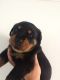 Rottweiler Puppies for sale in 103 Broadway, New York, NY 10025, USA. price: NA