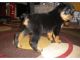Rottweiler Puppies for sale in Claremont, CA, USA. price: NA