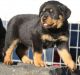 Rottweiler Puppies for sale in Yazoo City, MS 39194, USA. price: NA