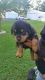 Rottweiler Puppies for sale in New Salisbury, IN 47161, USA. price: NA
