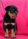Rottweiler Puppies for sale in Berlin, OH 44654, USA. price: $800