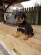 Rottweiler Puppies for sale in Memphis, TN 37501, USA. price: NA