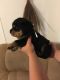 Rottweiler Puppies for sale in Oklahoma City, OK 73157, USA. price: $350