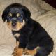Rottweiler Puppies for sale in Bessemer, AL, USA. price: $500
