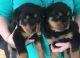 Rottweiler Puppies for sale in Valencia, Santa Clarita, CA 91354, USA. price: NA