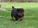 Rottweiler Puppies for sale in Marietta, GA, USA. price: $600