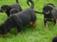 Rottweiler Puppies for sale in Texas City, TX, USA. price: $400