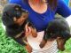 Rottweiler Puppies for sale in Texas City, TX, USA. price: $400