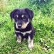 Rottweiler Puppies for sale in Marianna, PA 15345, USA. price: NA