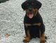 Rottweiler Puppies for sale in Sioux City, IA, USA. price: NA