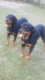 Rottweiler Puppies for sale in Laurel, MS 39440, USA. price: NA