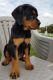 Rottweiler Puppies for sale in Wooster, OH 44691, USA. price: NA