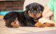 Rottweiler Puppies for sale in Headrick, OK 73549, USA. price: NA