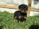 Rottweiler Puppies for sale in Frankfort, NY 13340, USA. price: NA