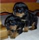 Rottweiler Puppies for sale in Washington Ave, St. Louis, MO, USA. price: $300
