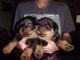 Rottweiler Puppies for sale in North Bergen, NJ, USA. price: NA