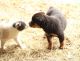 Rottweiler Puppies for sale in Boston, MA, USA. price: NA