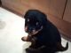 Rottweiler Puppies for sale in Traverse City, MI 49685, USA. price: NA