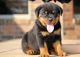 Rottweiler Puppies for sale in Waterboro, ME, USA. price: $650