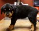 Rottweiler Puppies for sale in CA-130, San Jose, CA, USA. price: NA