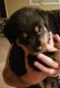 Rottweiler Puppies for sale in Elmira, NY, USA. price: NA