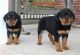 Rottweiler Puppies for sale in Ashtabula, OH 44004, USA. price: NA