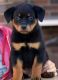 Rottweiler Puppies for sale in Columbia, SC, USA. price: $500